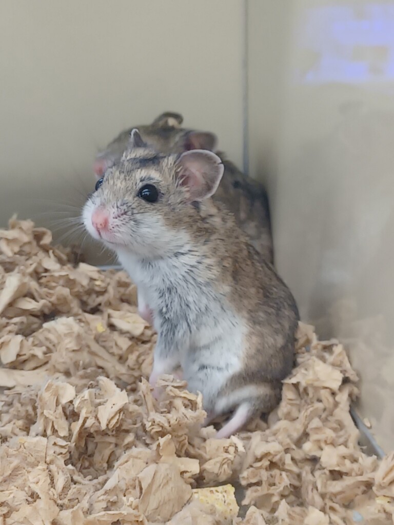 Picture of Hamster Sizes: How Big Do Hamsters Get? - The Pet Savvy