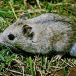 Chinese Striped Hamster