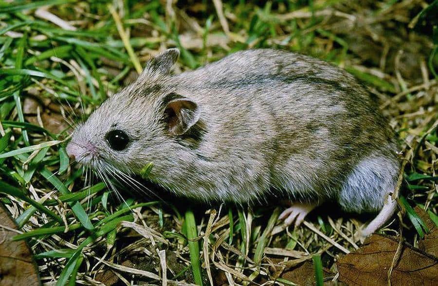 Chinese Striped Hamster