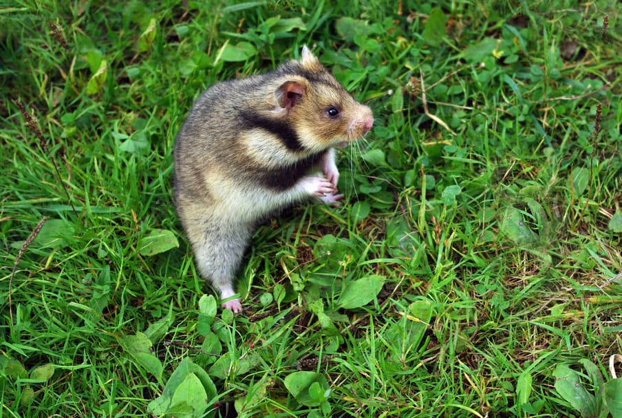 Ciscaucasian Hamster