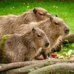 Cute Capybaras