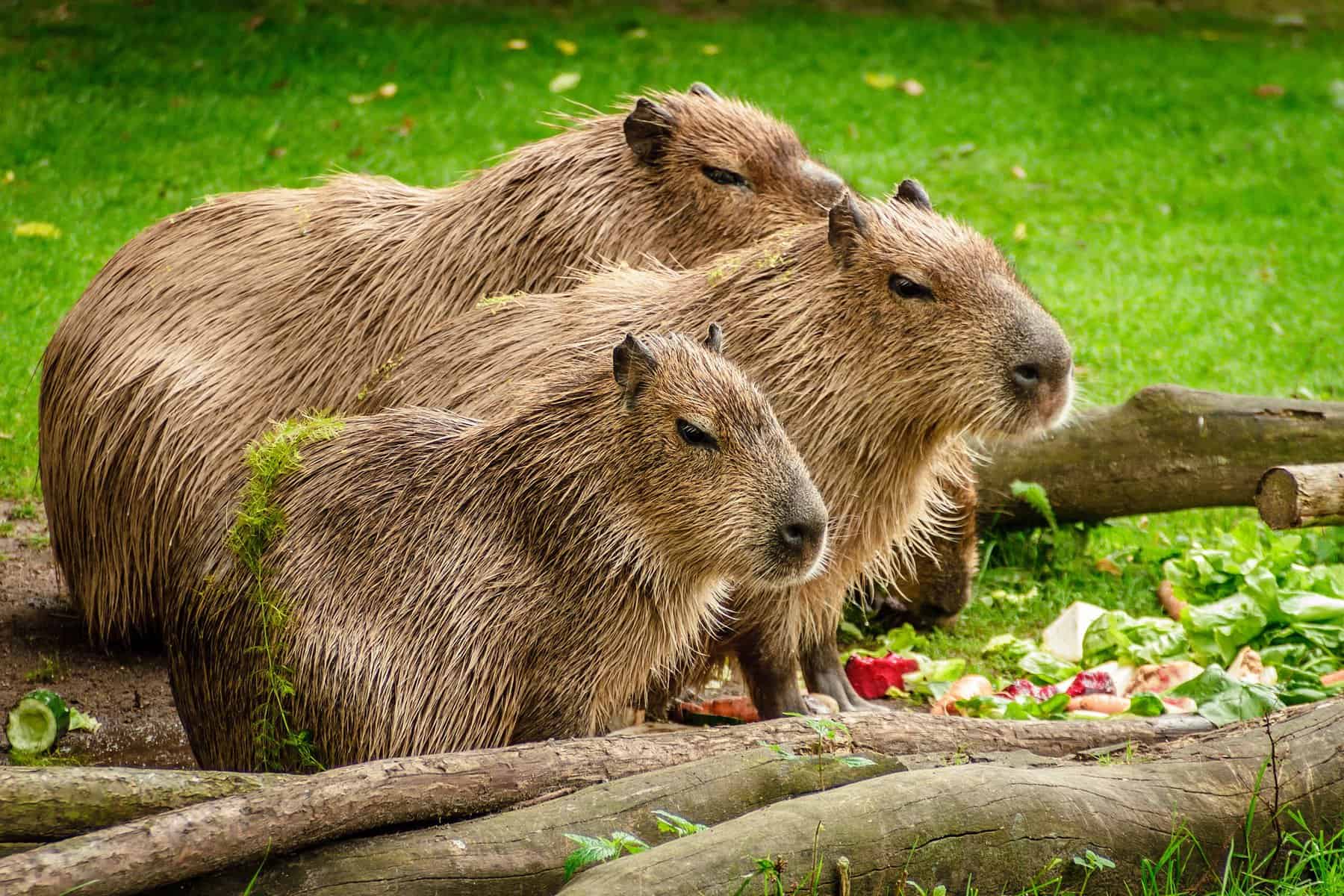 Cute Capybaras