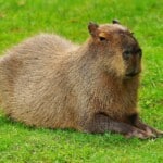 Do Capybaras Poop a Lot