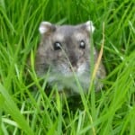 Dwarf Campbell’s Russian Hamster