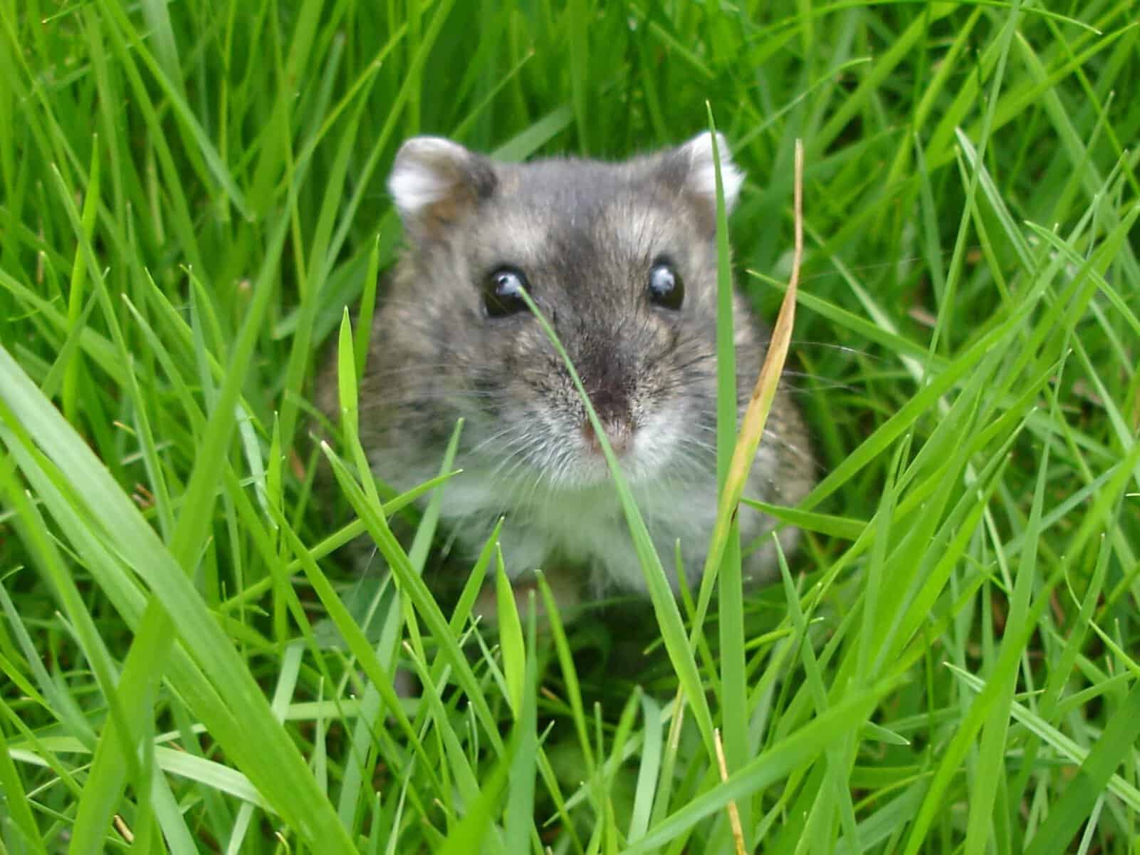 Dwarf Campbell’s Russian Hamster