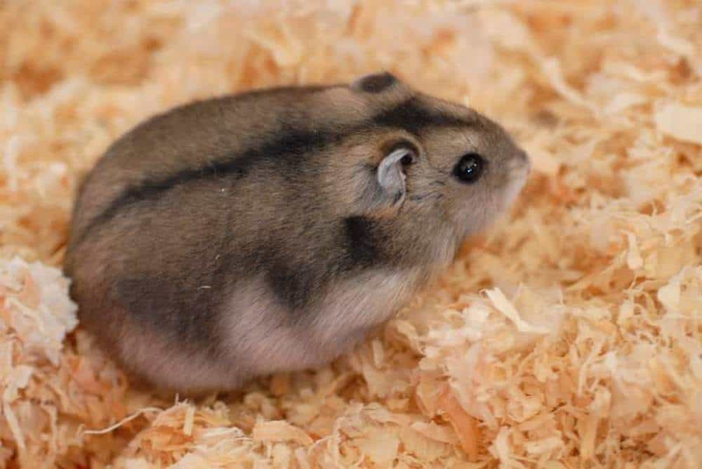 Dwarf Winter White Russian Hamster