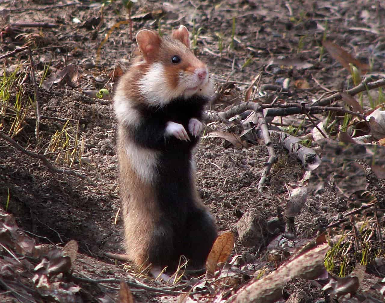 European Hamster