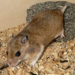 Eversmann’s Hamster