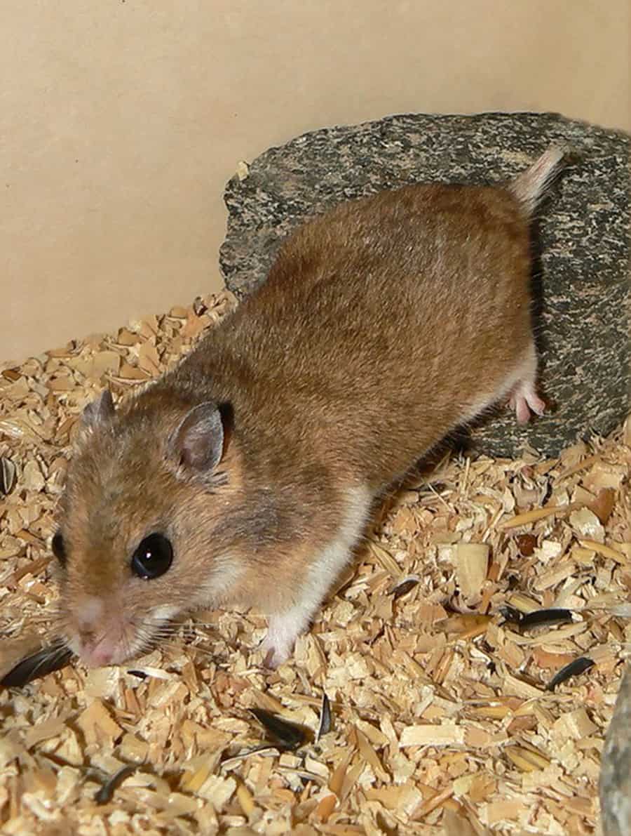 Eversmann’s Hamster