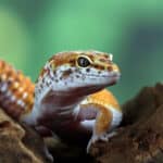 Leopard gecko lizard close-up
