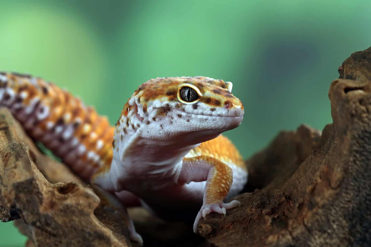 Leopard gecko lizard close-up