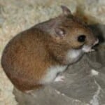 Gansu Hamster