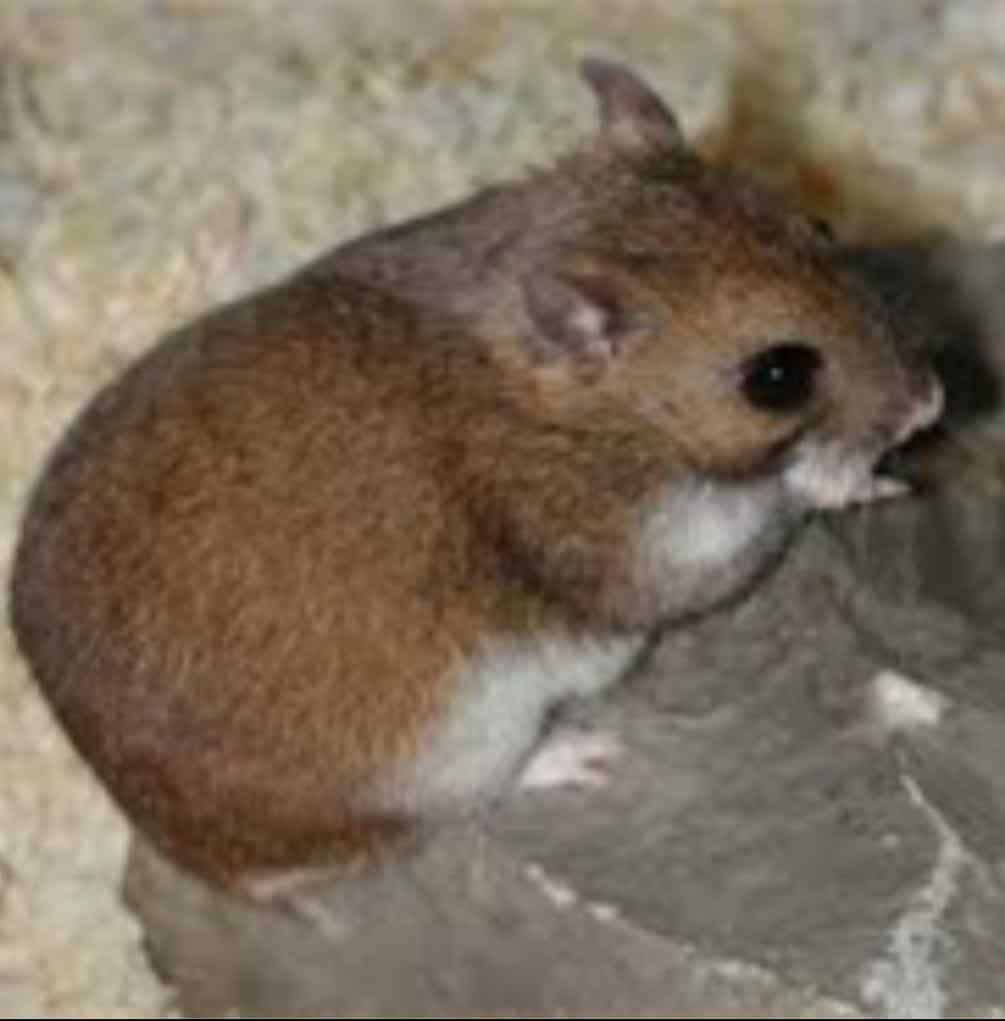 Gansu Hamster