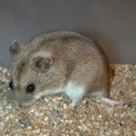 Greater Long-Tailed Hamster