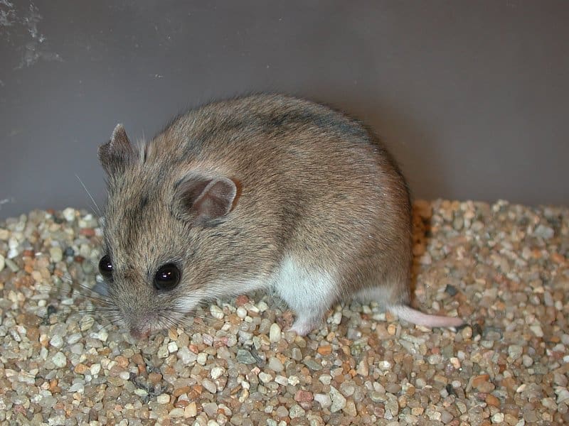 Greater Long-Tailed Hamster