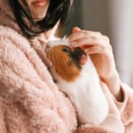 Guinea pig lifespan