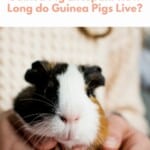 Guinea Pig Lifespan Pin