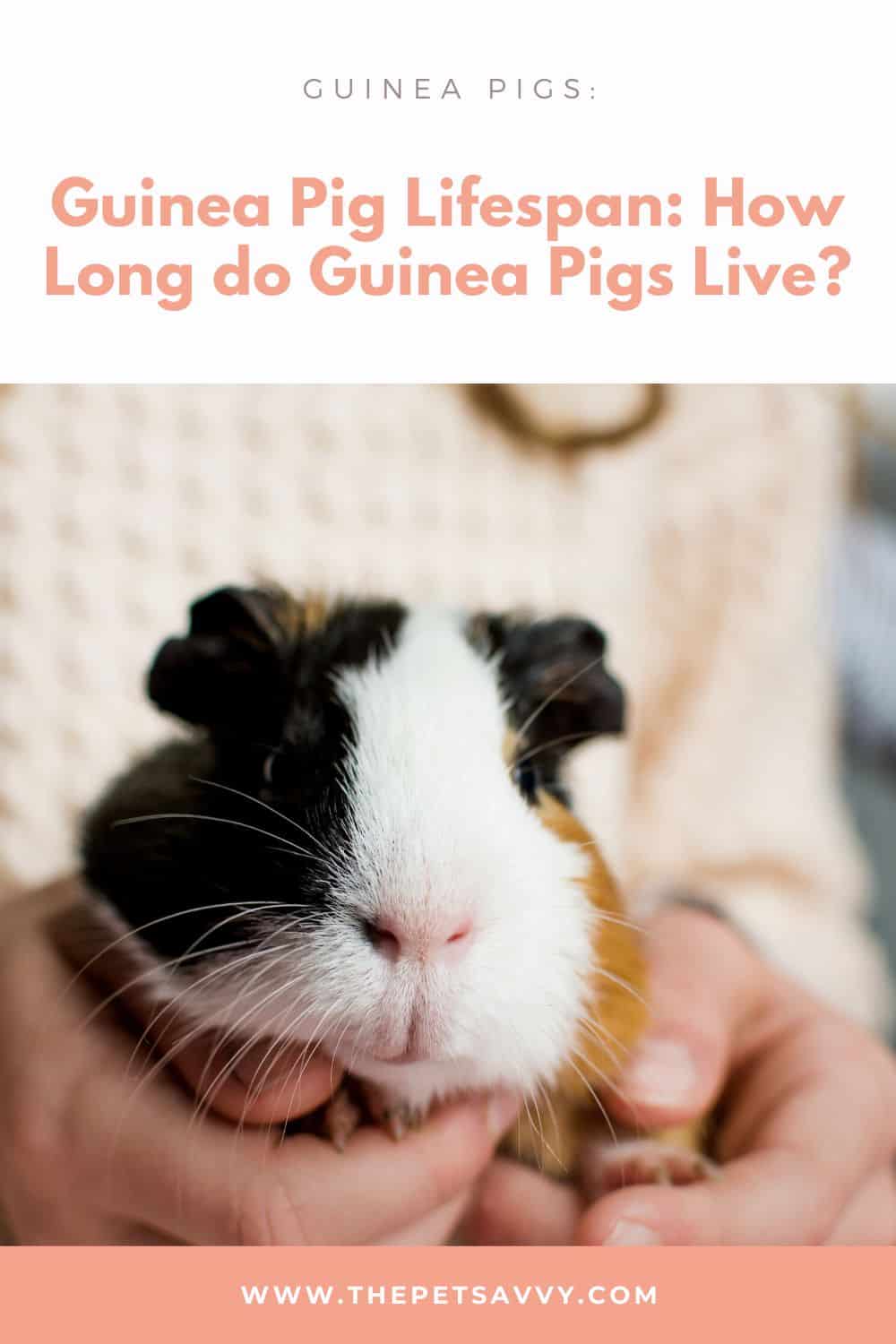 Guinea Pig Lifespan Pin