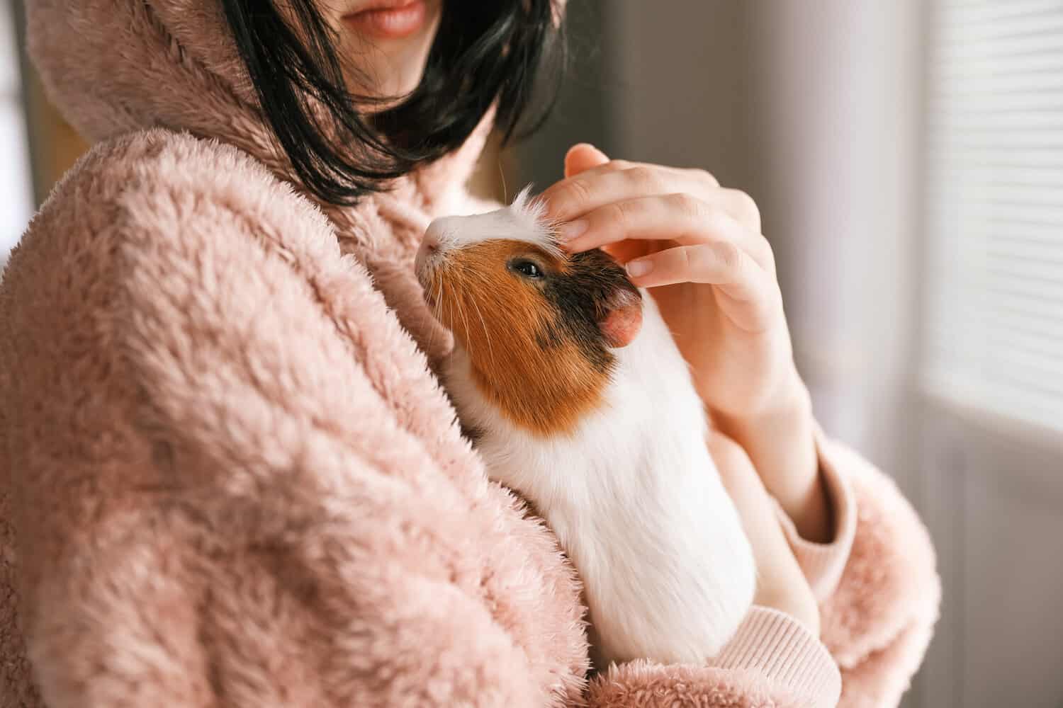 Guinea pig lifespan