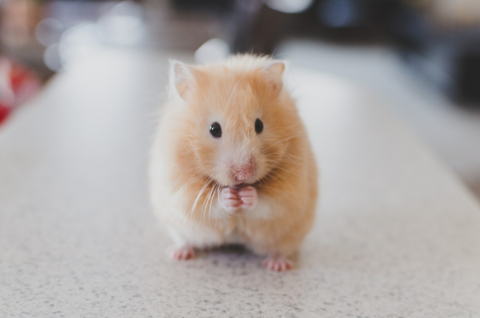 Hamster Sizes: How Big Do Hamsters Get? - The Pet Savvy