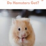 Hamster Sizes pin