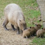 How Much Do Capybaras Cost