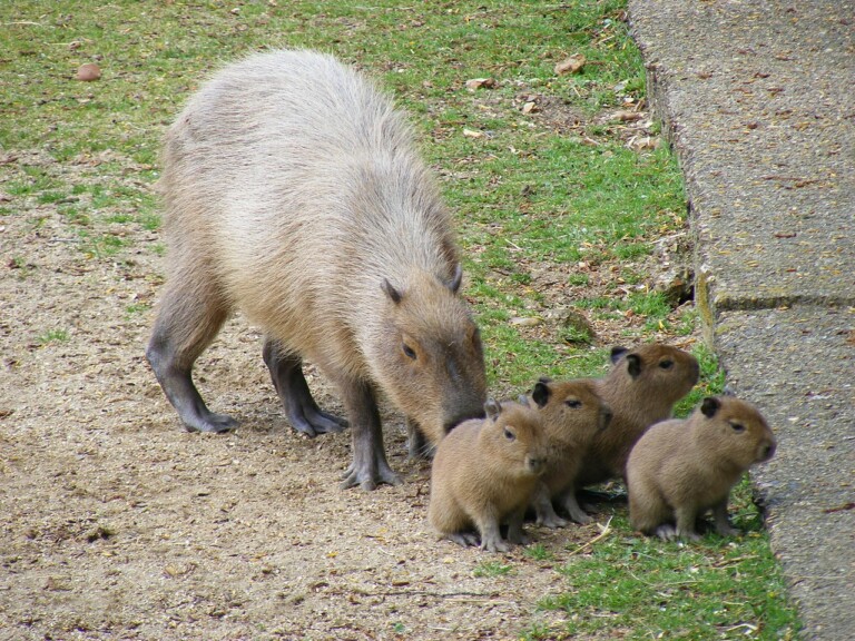 Capybaras as Pets Can You Do This and… Should You? The Pet Savvy