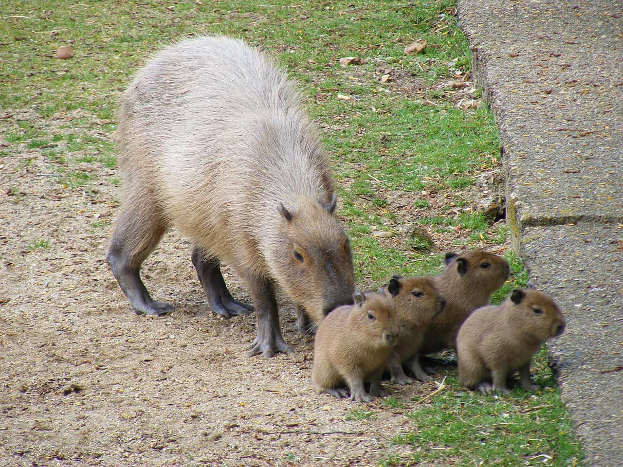 How Much Do Capybaras Cost