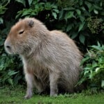 Is It Legal to Own Capybaras as Pets