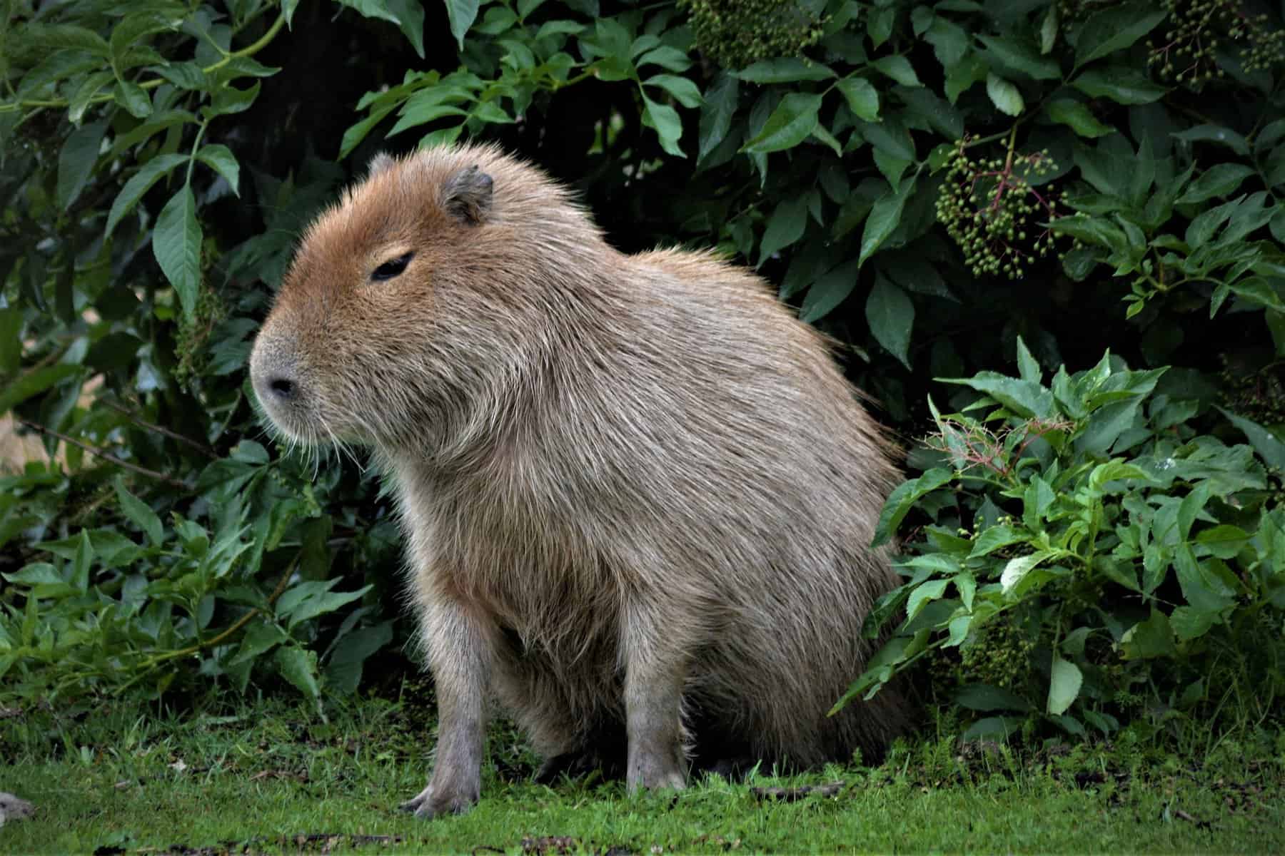 Is It Legal to Own Capybaras as Pets