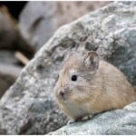 Ladakh Hamster