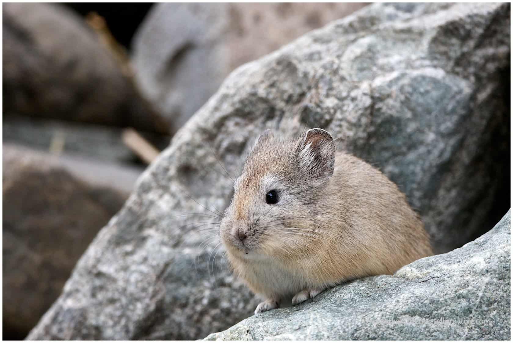 Ladakh Hamster