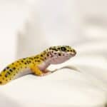 Leopard Gecko