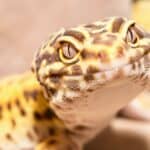 Leopard Gecko Behavior