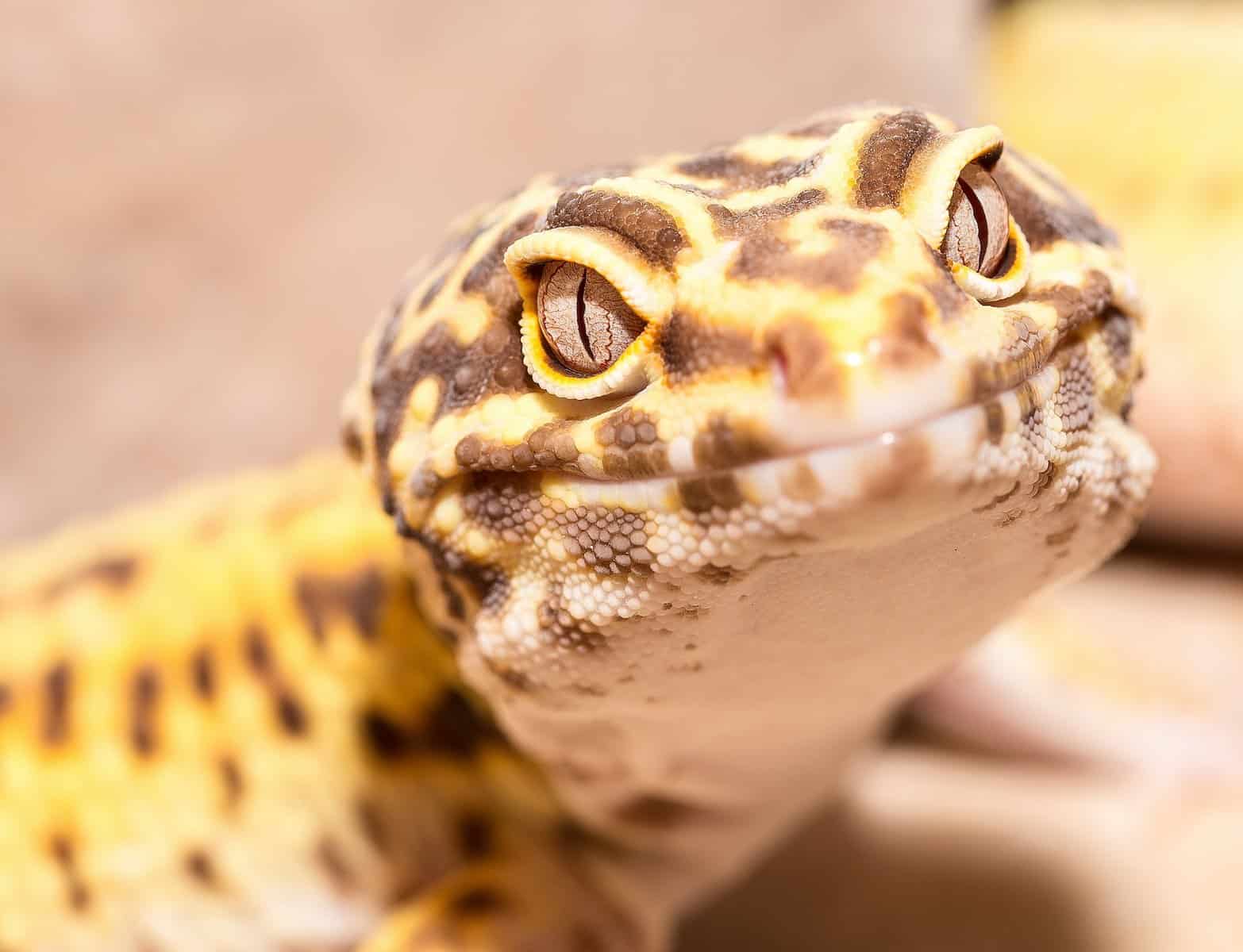 Leopard Gecko Behavior