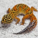 Leopard Gecko Color Varieties