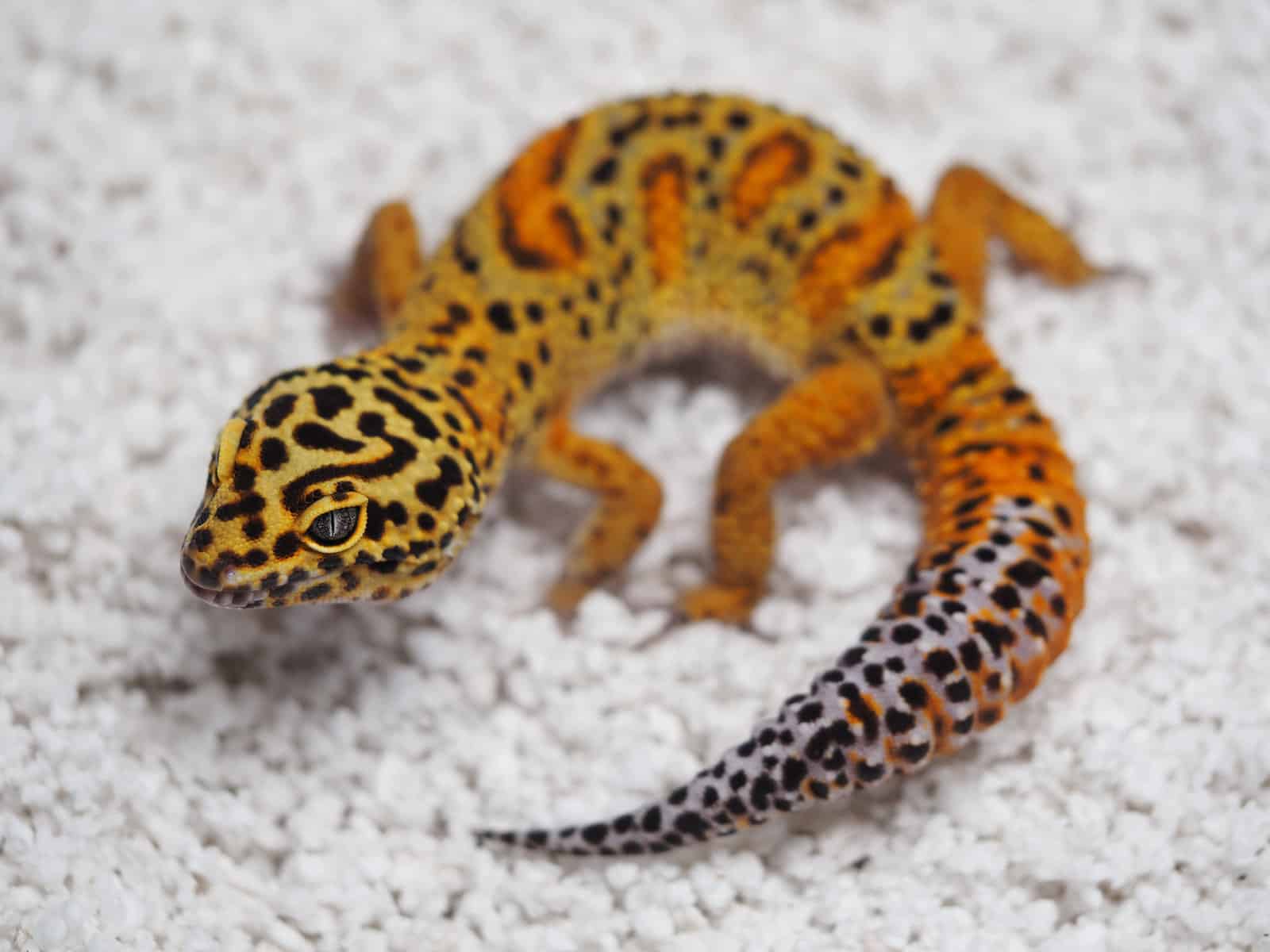 Leopard Gecko Color Varieties
