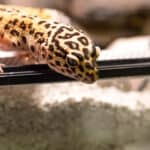 Leopard gecko (eublepharis macularius) climbing curiously out of