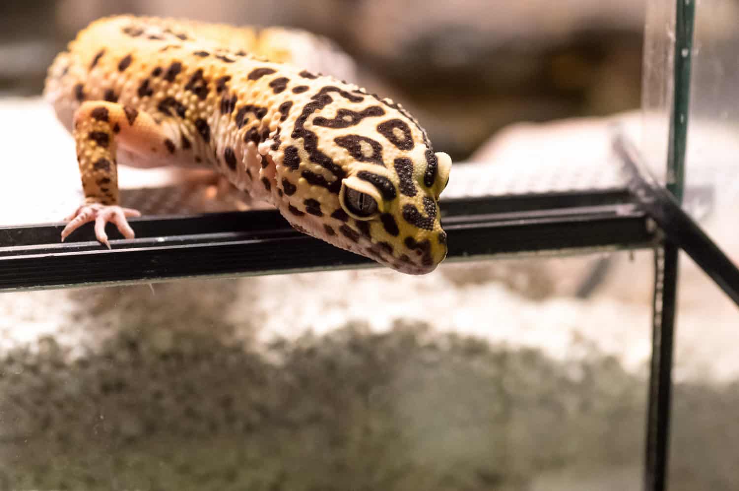 Leopard gecko (eublepharis macularius) climbing curiously out of