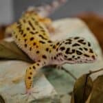 Leopard Gecko Lighting and Heating