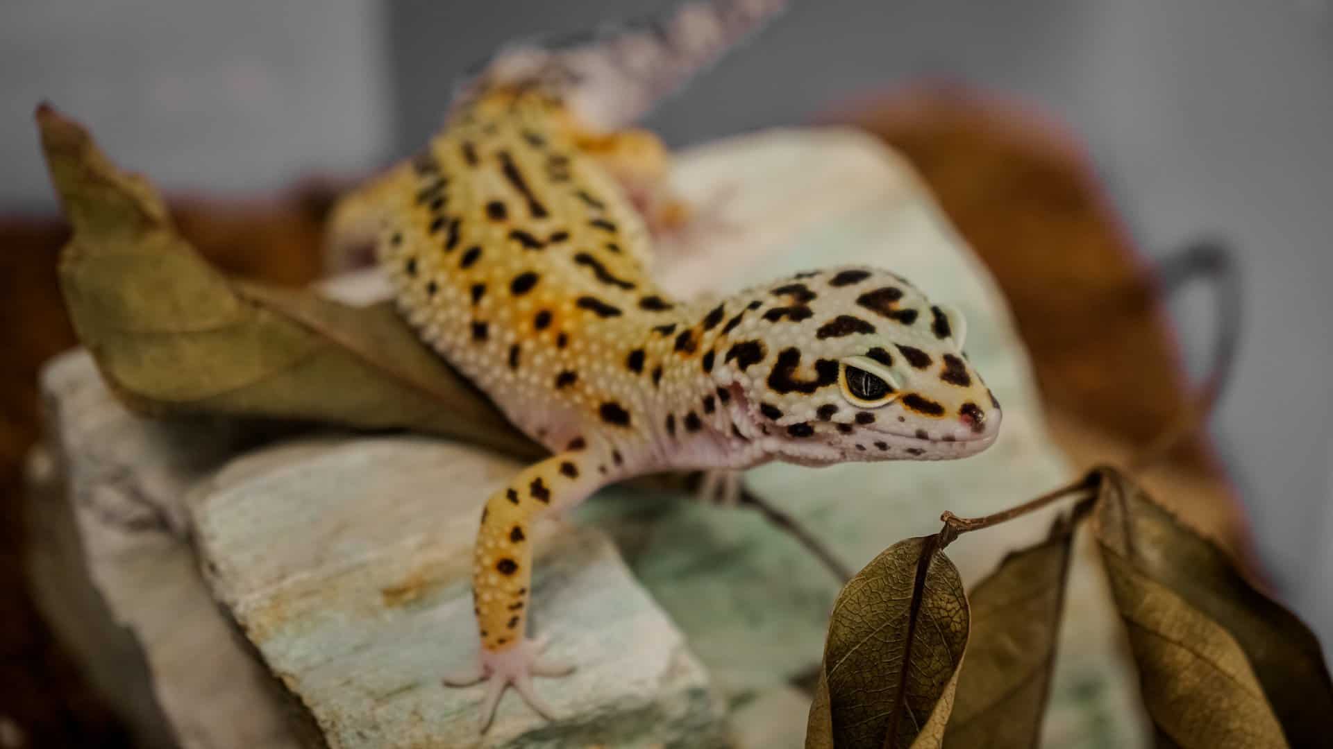 Leopard Gecko Lighting and Heating