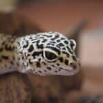 Leopard Gecko care