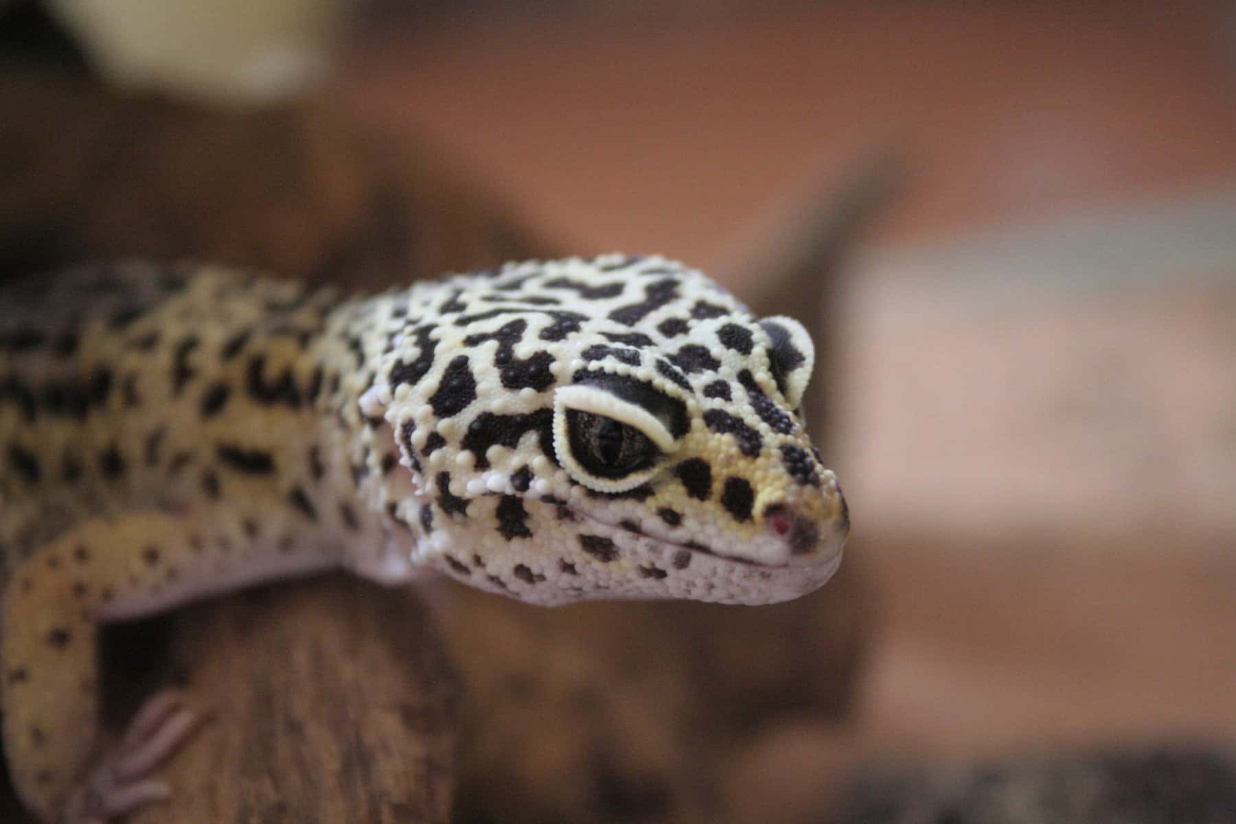 Leopard Gecko care