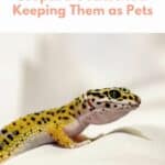 Leopard Gecko pin