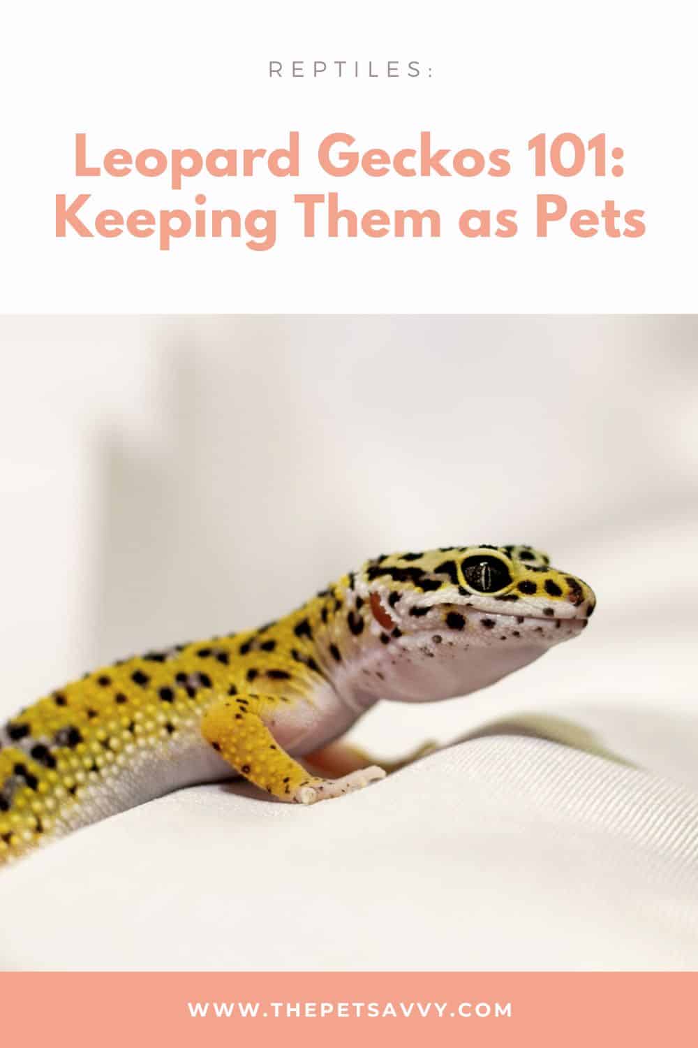 Leopard Geckos - A Complete Guide on Keeping Them as Pets - The Pet Savvy