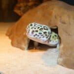 Leopard Gecko substrate