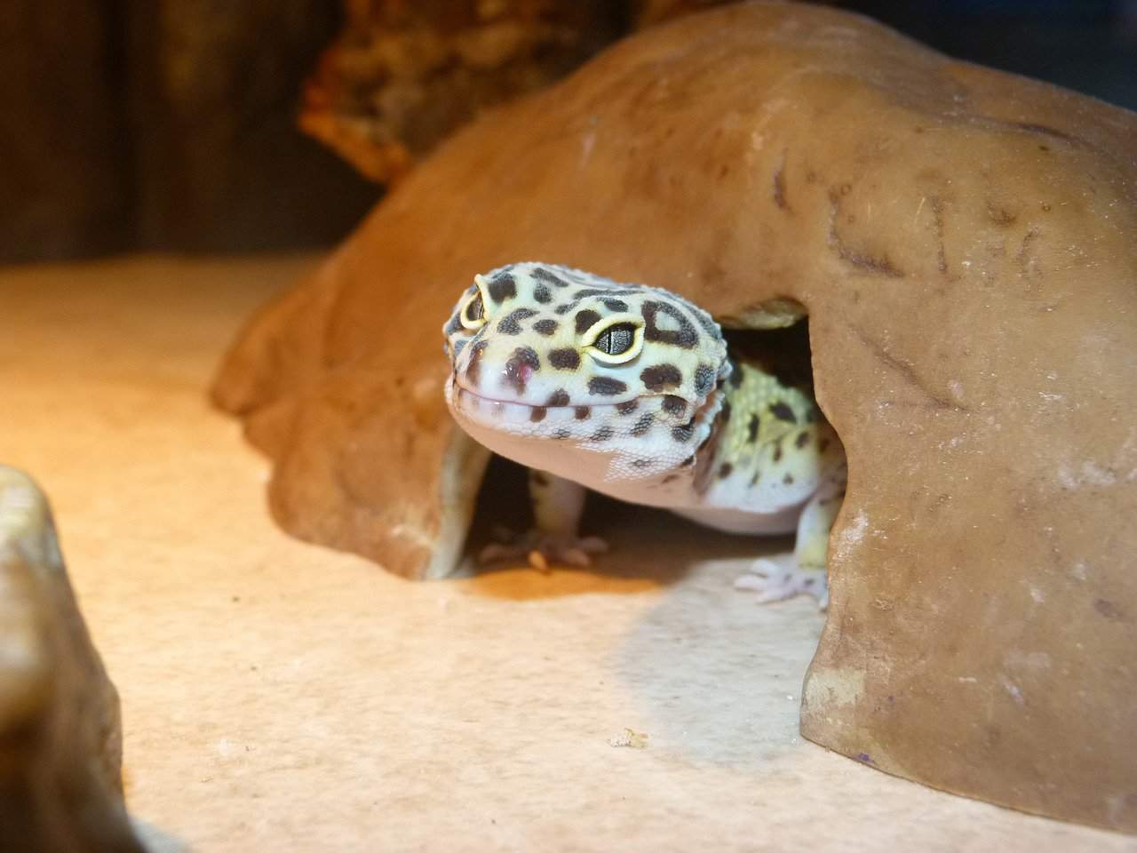 Leopard Gecko substrate