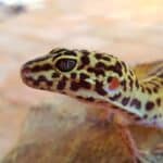 Leopard Geckos Cost