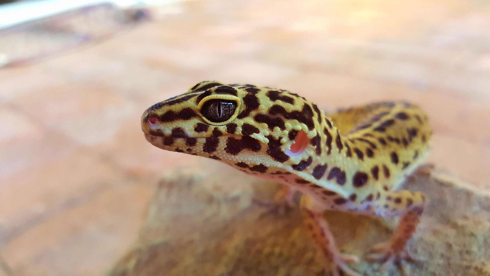 Leopard Geckos Cost