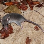 Lesser Long-Tailed Hamster